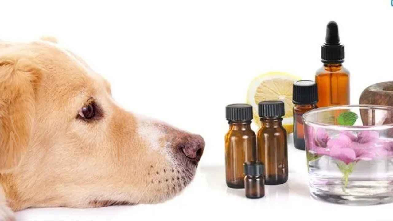 Is Peppermint Oil Safe for Dogs?